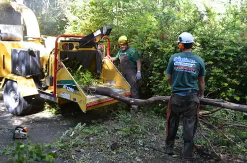 tree services Los Altos